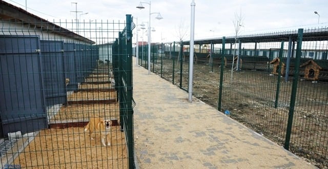 Mama Bağışı Yaparak Sahipsiz Hayvan Dostlarımızı Doyurabileceğiniz 45 Barınak