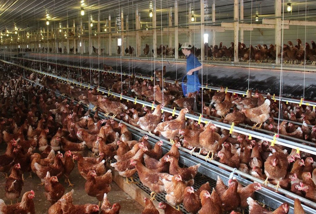 Yumurta Hakkında Mutlaka Bilmeniz Gereken Market Gerçekleri