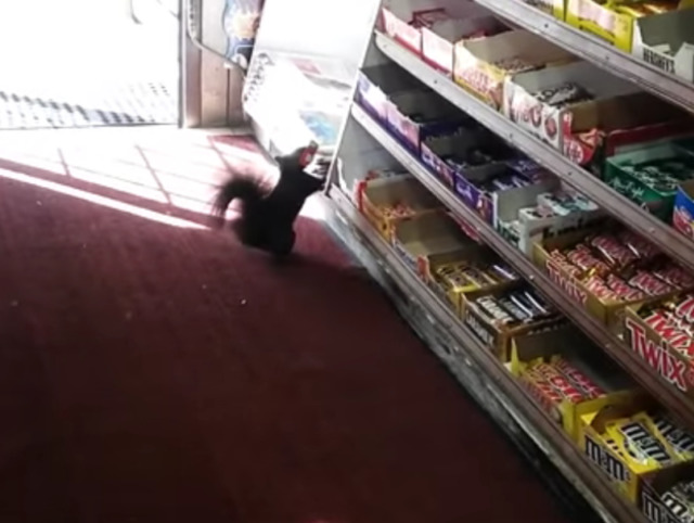 Beş Yıl Boyunca Marketten Çikolata Çalıp En Sonunda Yakalanan Sincap Kardeş