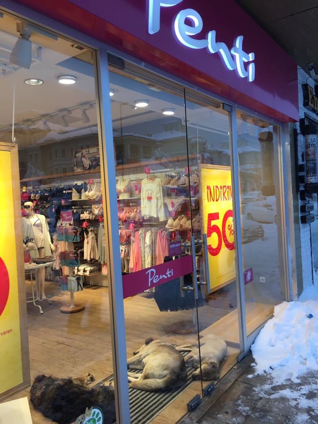 Soğuk Kış Günlerinde Sokaktaki Can Dostlarımıza Kapılarını Açan 19 Güzel Esnaf