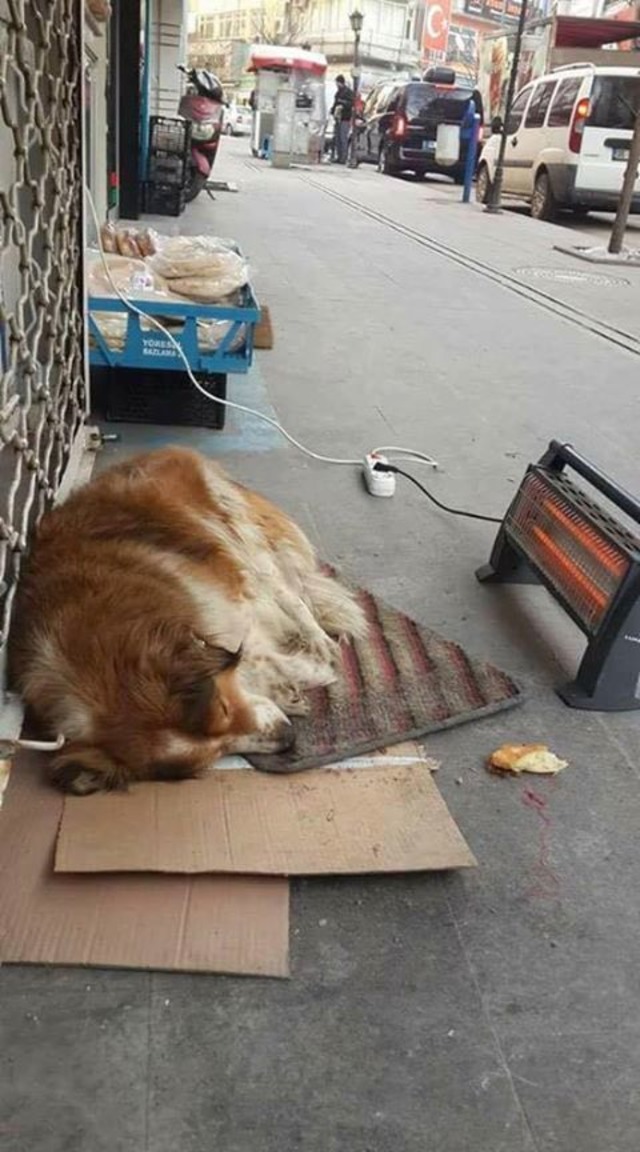 Soğuk Kış Günlerinde Sokaktaki Can Dostlarımıza Kapılarını Açan 19 Güzel Esnaf