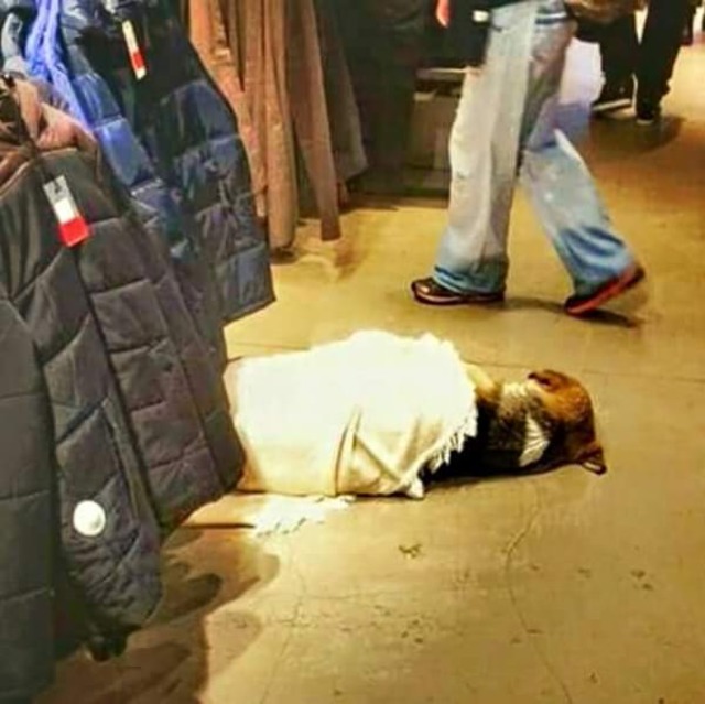 Soğuk Kış Günlerinde Sokaktaki Can Dostlarımıza Kapılarını Açan 19 Güzel Esnaf