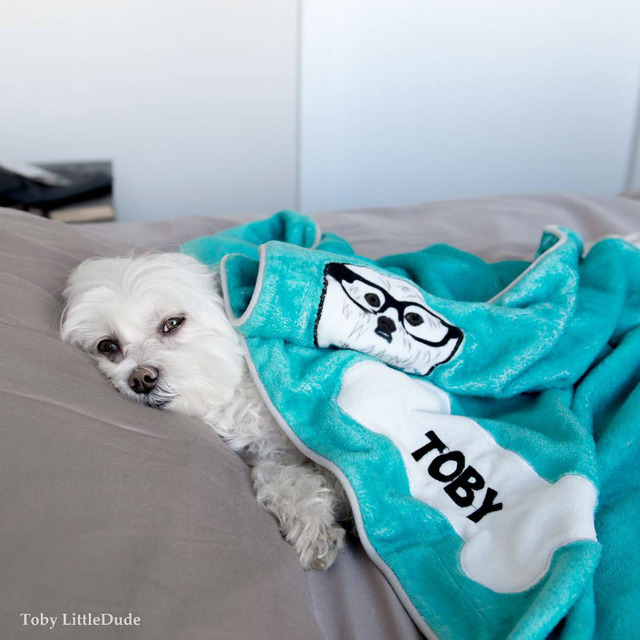Instagram'da Tarzıyla Fark Yaratan Köpeğin Günlük Hayatından 11 Minnoş Kare
