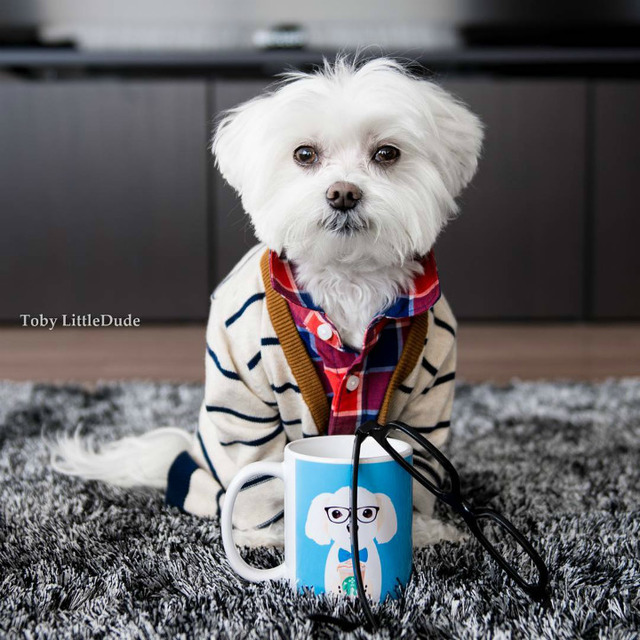 Instagram'da Tarzıyla Fark Yaratan Köpeğin Günlük Hayatından 11 Minnoş Kare