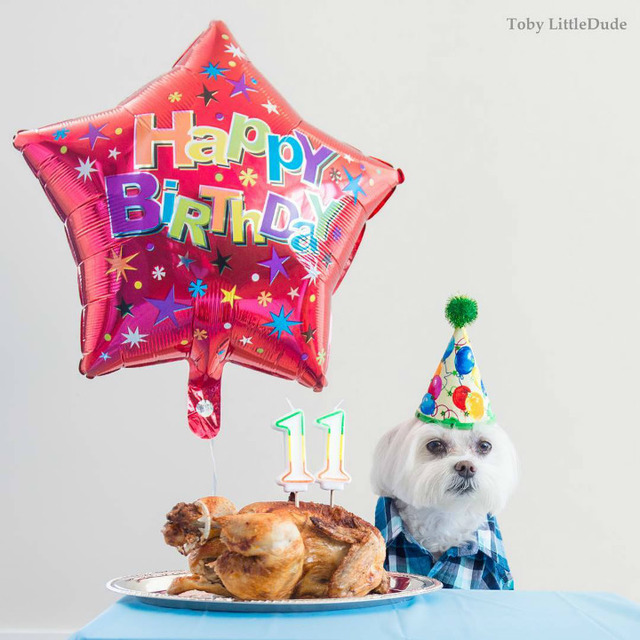 Instagram'da Tarzıyla Fark Yaratan Köpeğin Günlük Hayatından 11 Minnoş Kare