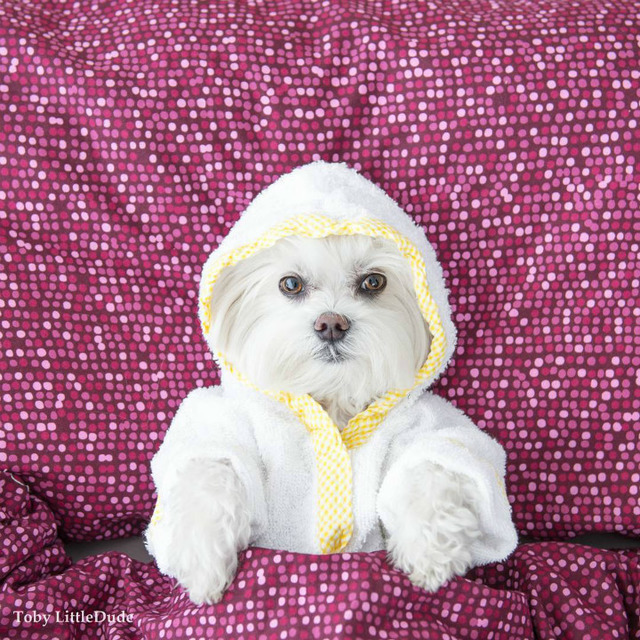Instagram'da Tarzıyla Fark Yaratan Köpeğin Günlük Hayatından 11 Minnoş Kare