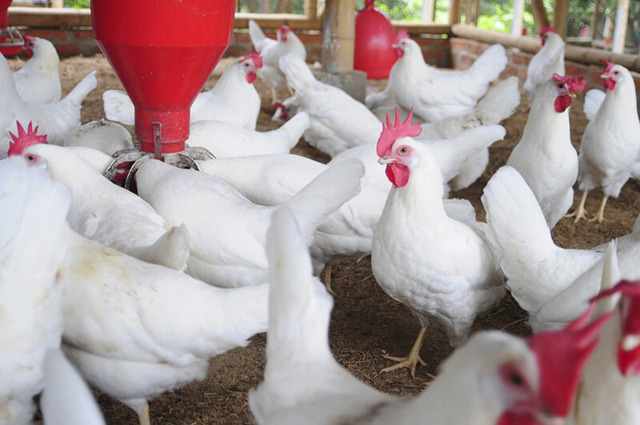 ''Artık Eve Tavuk Almıyorum'' Dedirten İddialar, Araştırmalar ve Antibiyotik Gerçekleri