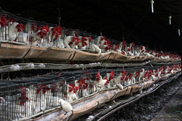 ''Artık Eve Tavuk Almıyorum'' Dedirten İddialar, Araştırmalar ve Antibiyotik Gerçekleri