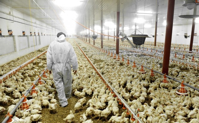 ''Artık Eve Tavuk Almıyorum'' Dedirten İddialar, Araştırmalar ve Antibiyotik Gerçekleri