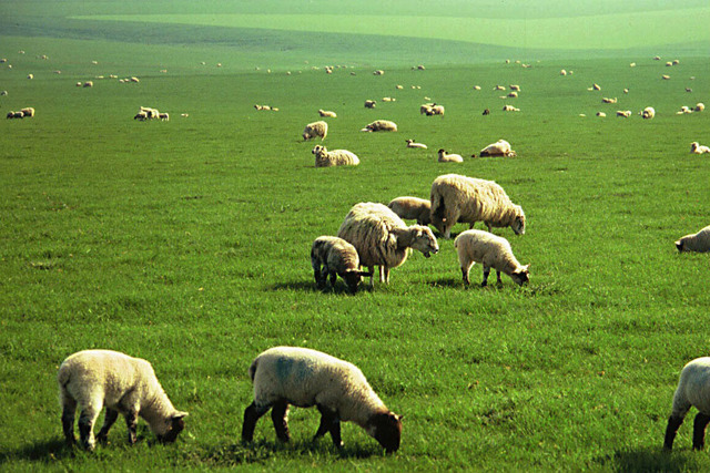 Durum Sandığınızdan Daha Ciddi: Türkiye'de Kırmızı Et Neden Pahalı?