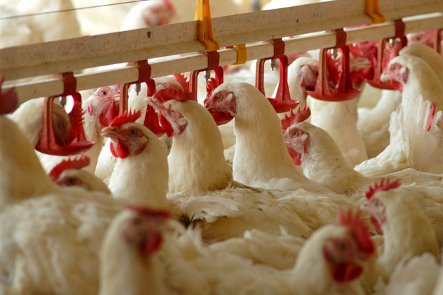 Durum Sandığınızdan Daha Ciddi: Türkiye'de Kırmızı Et Neden Pahalı?
