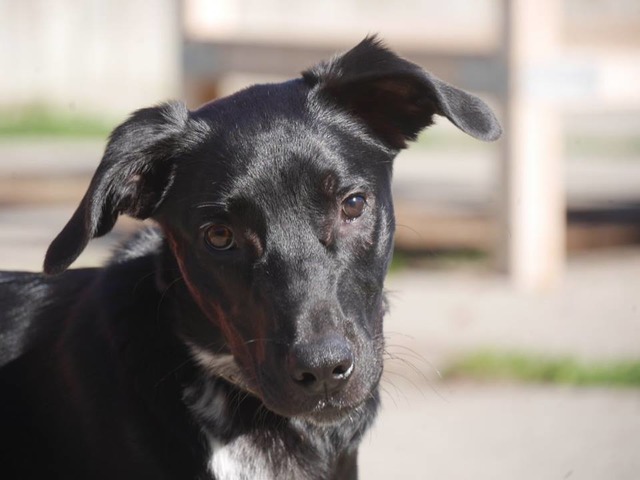 Kafedeki Köpek Sayesinde Hayata Yeniden Tutunan Kanser Hastası Kadının Hikayesi