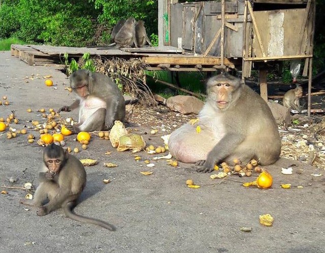 Kilolarıyla Gören Herkesi Şaşkına Çeviren Taylandlı Obez Maymun