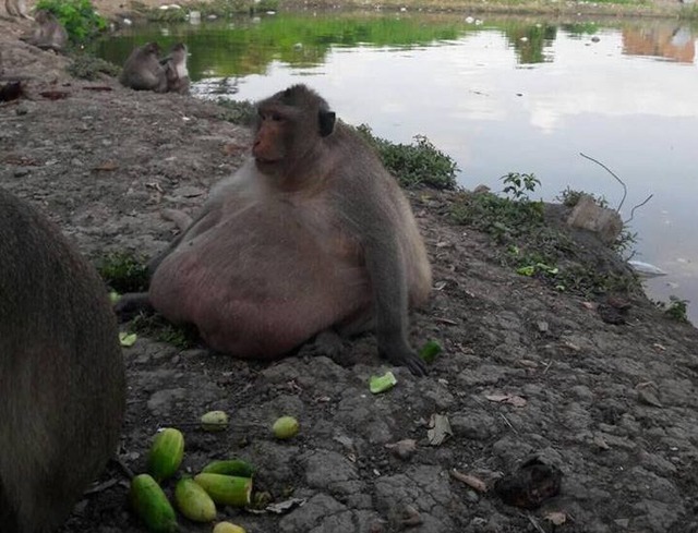 Kilolarıyla Gören Herkesi Şaşkına Çeviren Taylandlı Obez Maymun