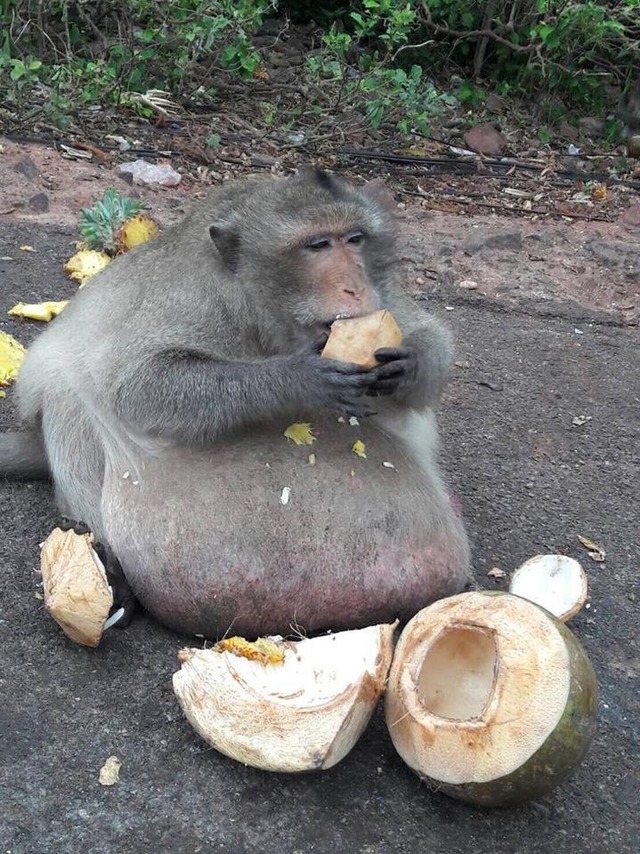 Kilolarıyla Gören Herkesi Şaşkına Çeviren Taylandlı Obez Maymun
