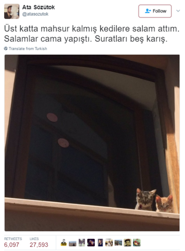 Söz Konusu Yemek Olduğunda Başı Kedilerle Tatlı Bir Belada Olan 12 Kişi