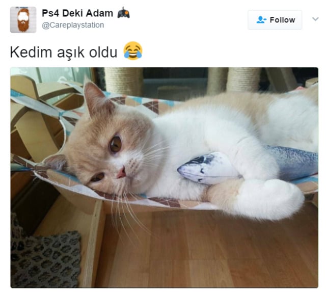 Söz Konusu Yemek Olduğunda Başı Kedilerle Tatlı Bir Belada Olan 12 Kişi