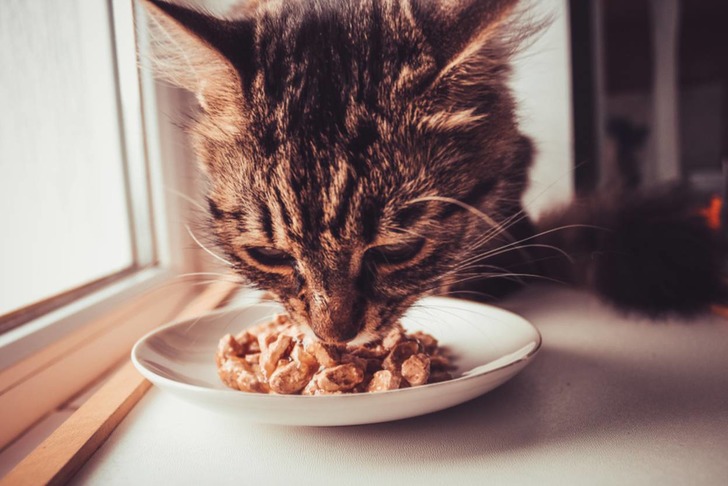 Kedi Maması
