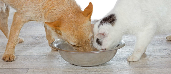 orangecountyspca