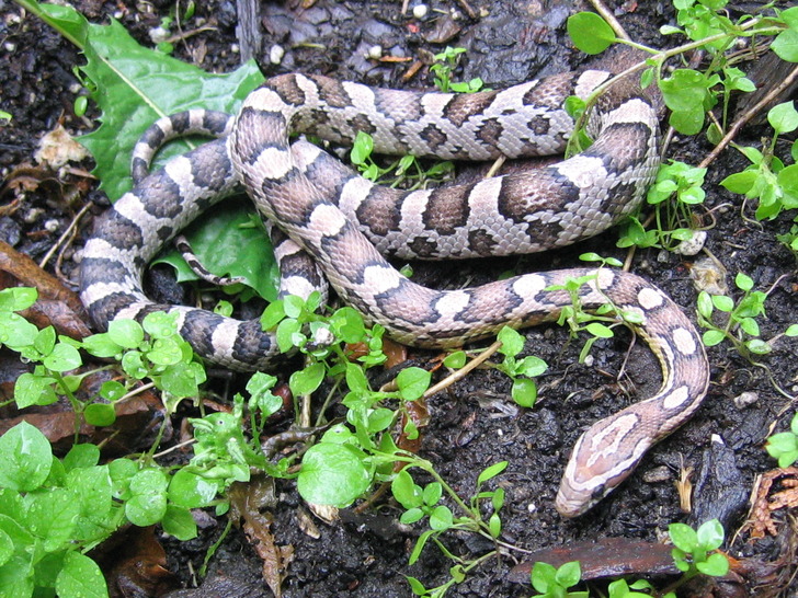 wikimedia.org