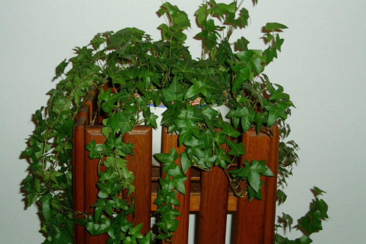 myindoorhouseplants