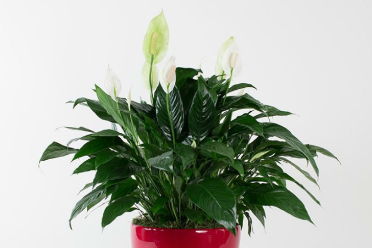 mycityplants