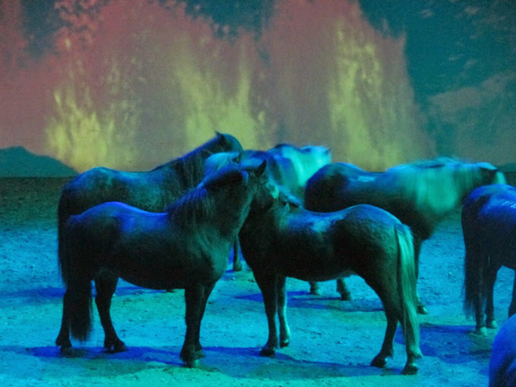 İzlanda Atları
