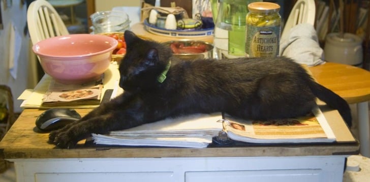 thecreativecat