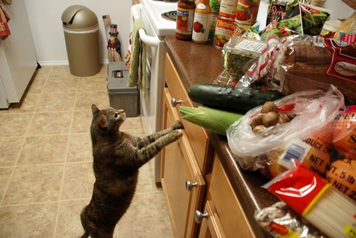 meowingtons
