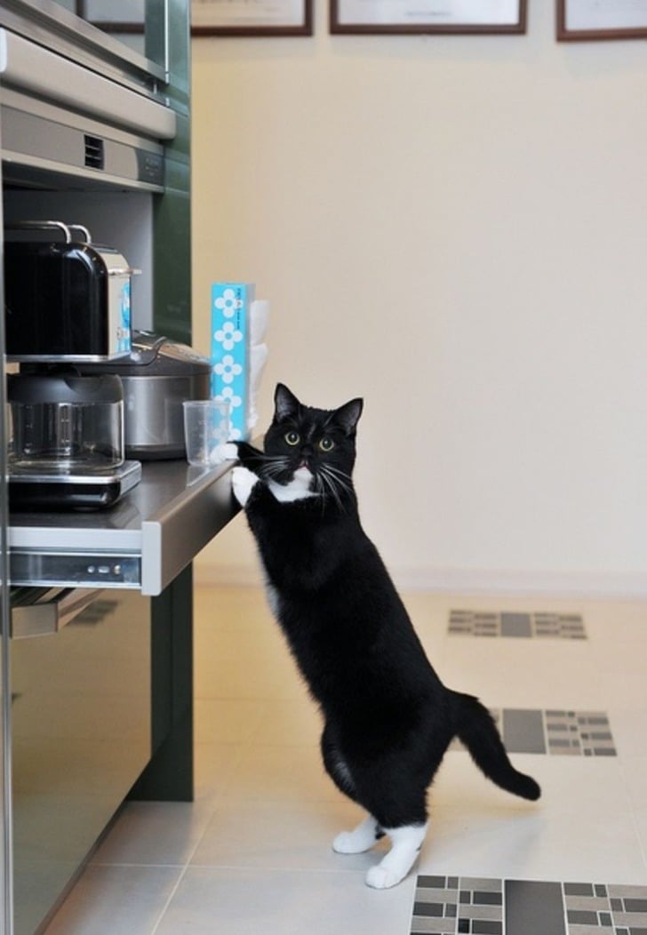 meowingtons