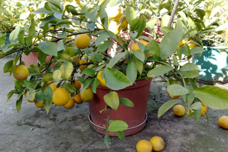 ilansokagi