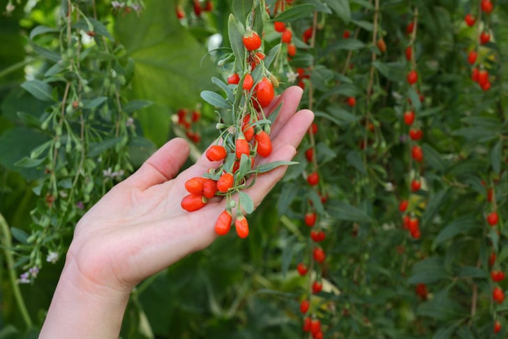 goji-berry-aralik-2020