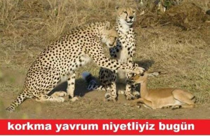 gsgazete