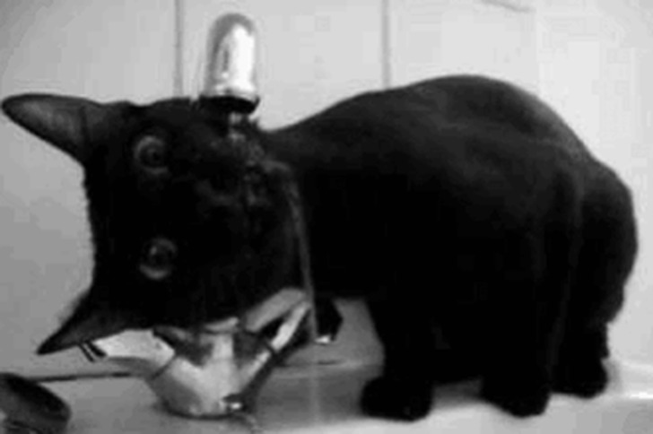 meowgifs