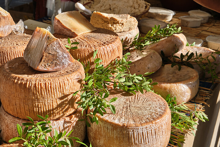 casu-marzu-shutter-2022