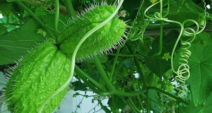 tropikalci