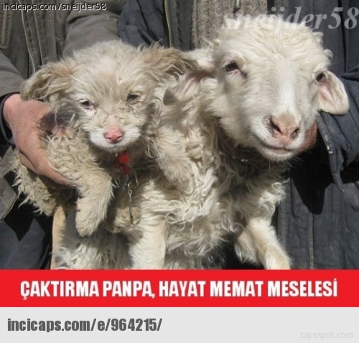 incicaps