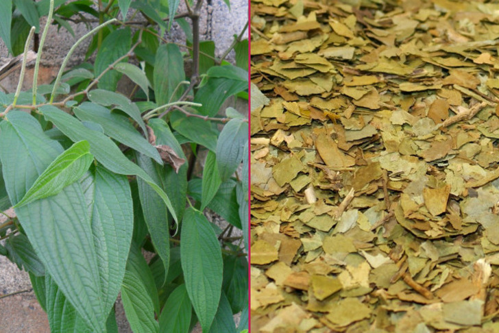 maya-ethnobotanicals