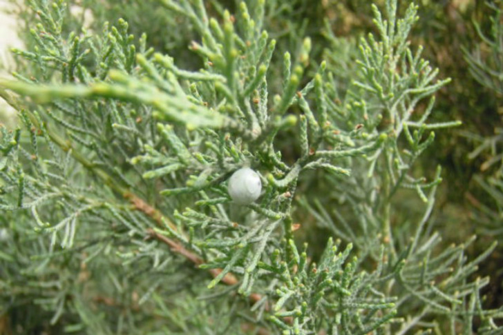dogaltedavi