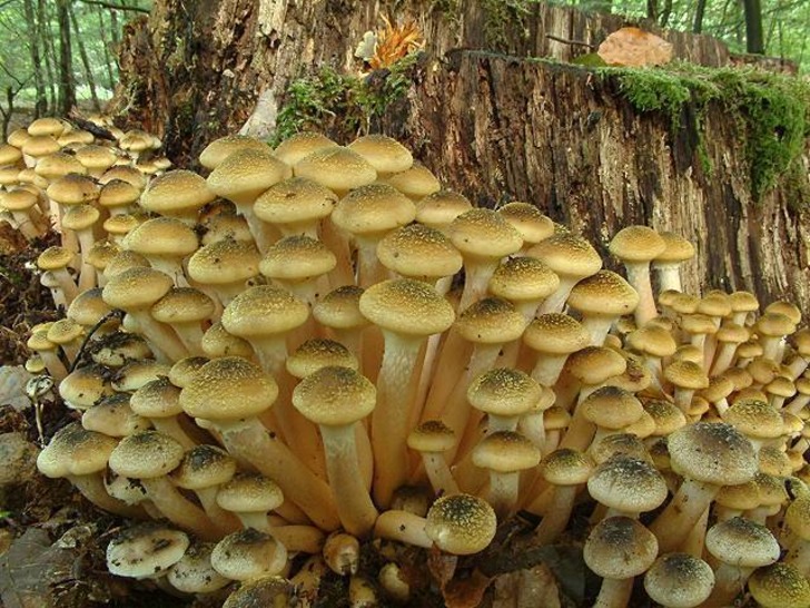 atlantedeifunghi - bal mantarı yenilebilir mantarlar