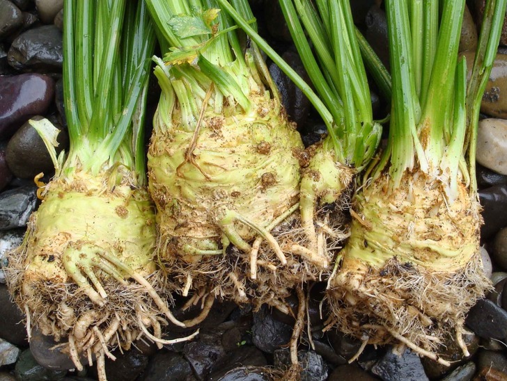 gardentowok - kerevizin yararları nelerdir