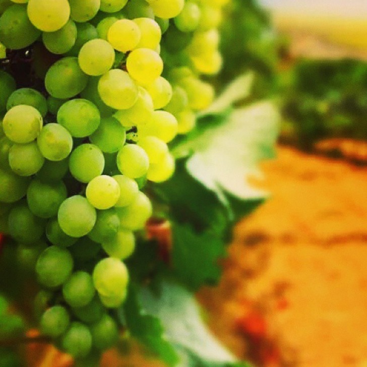 instagram - üzüm bağı - rakı