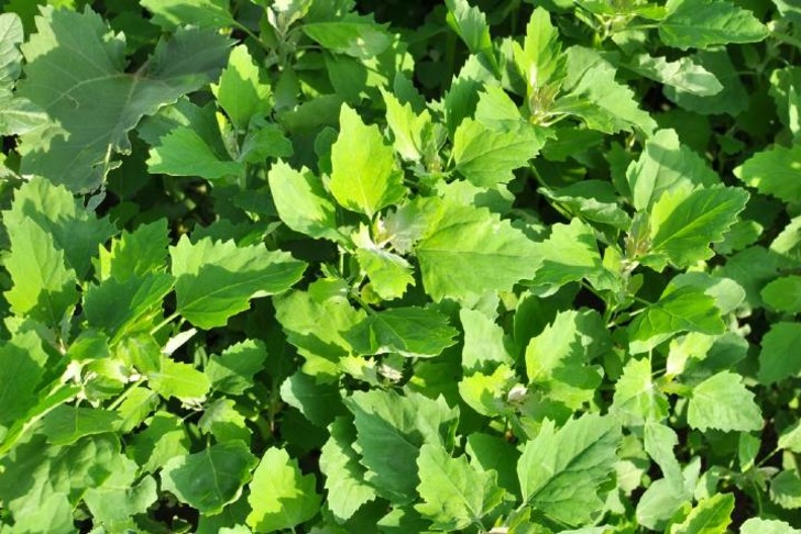 Kazayağı Otu Zararları