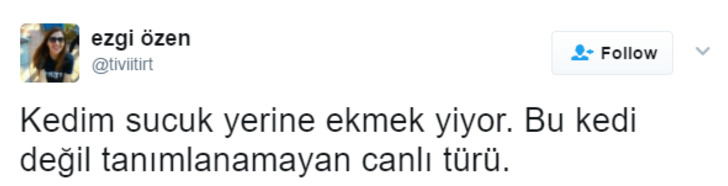 Söz Konusu Yemek Olduğunda Başı Kedilerle Tatlı Bir Belada Olan 12 Kişi