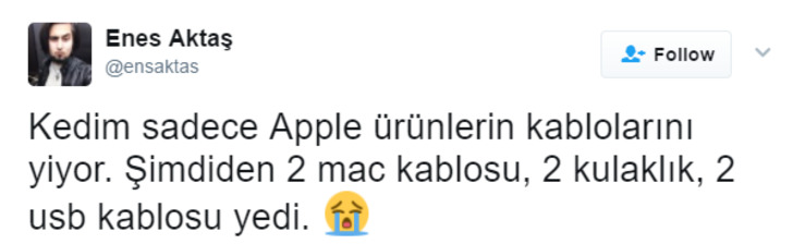 Söz Konusu Yemek Olduğunda Başı Kedilerle Tatlı Bir Belada Olan 12 Kişi