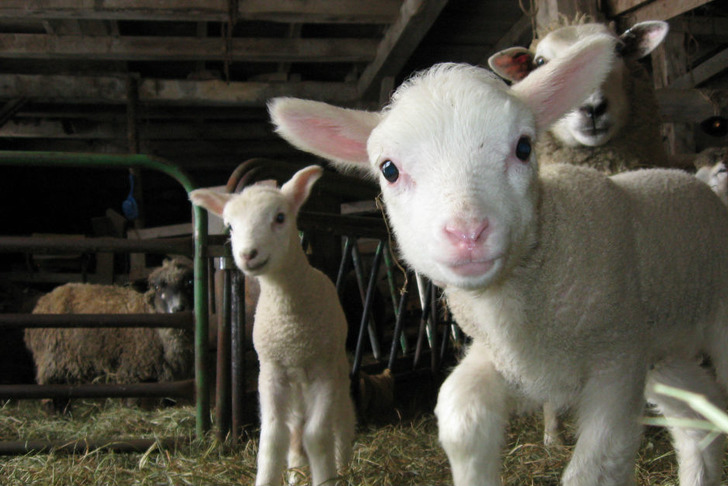 sheepandpicklefarm.com
