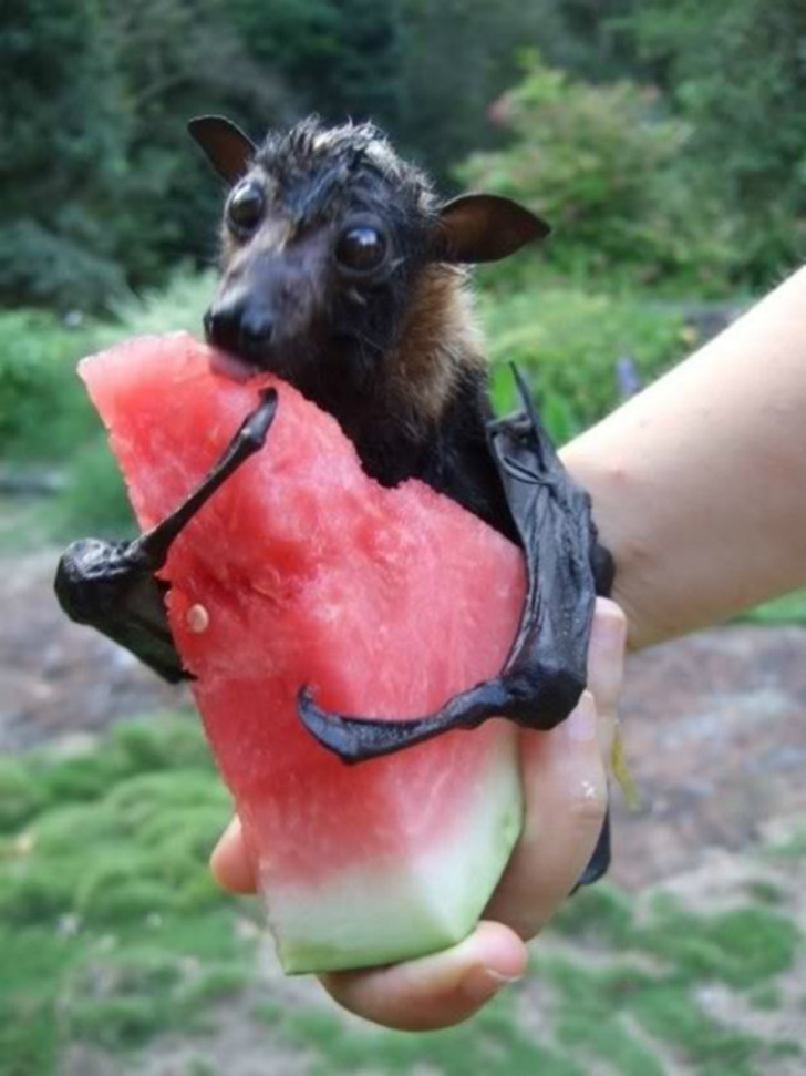 amazing-creature