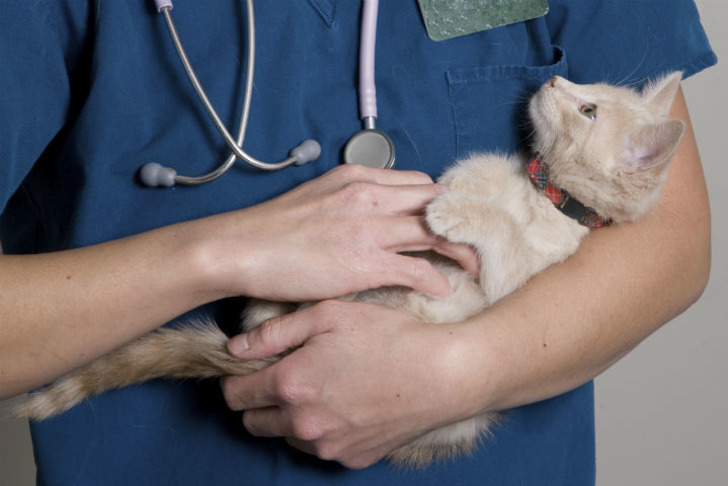 kind.cats.org