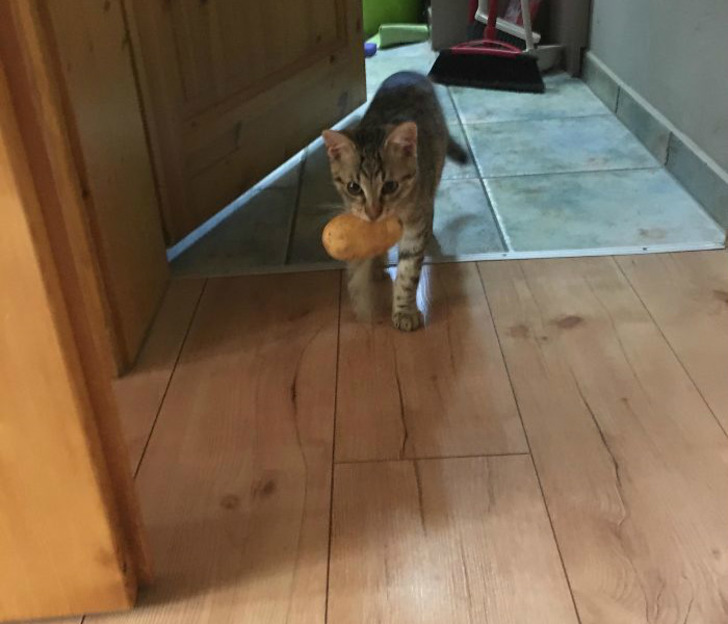 boredpanda