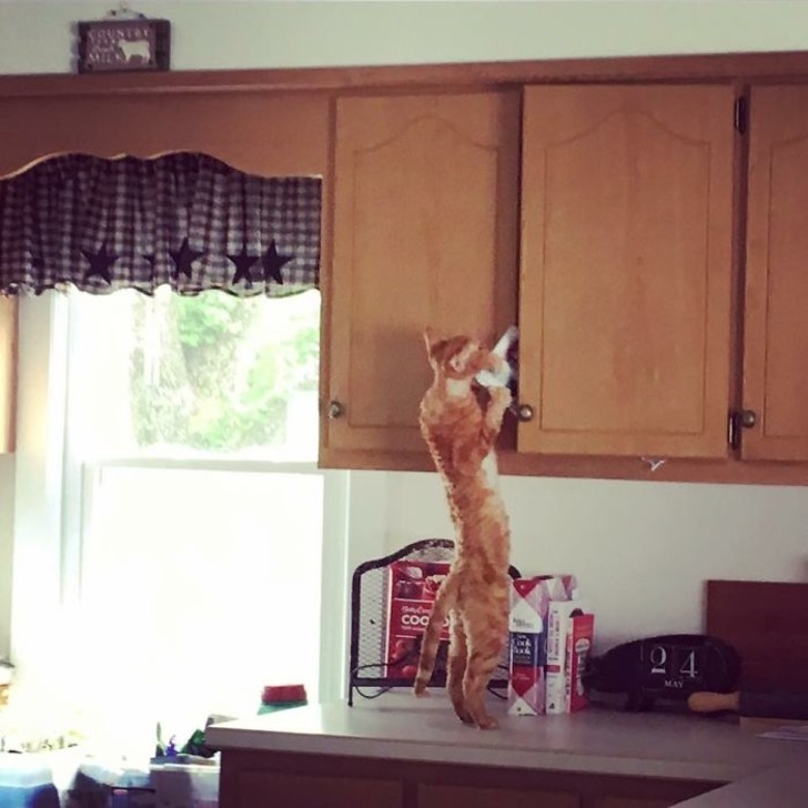 boredpanda